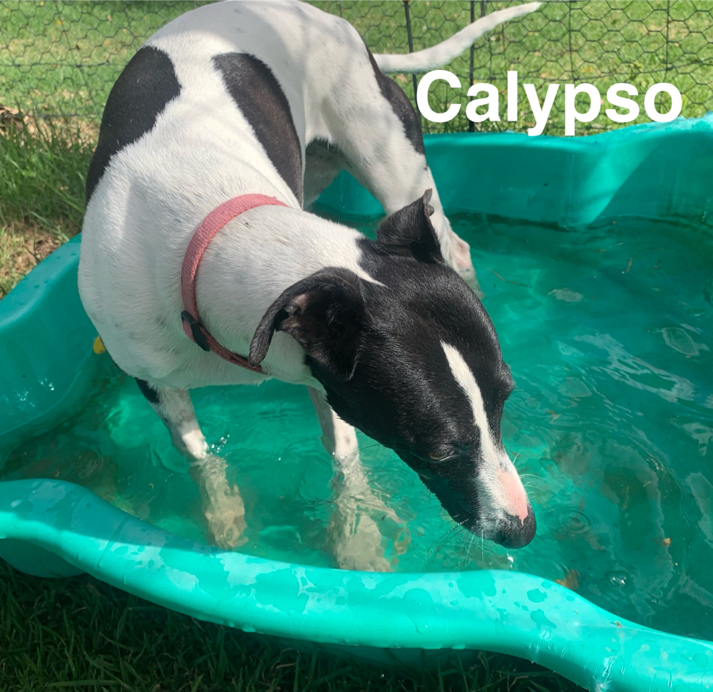 Image of Calypso